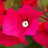 Bougainvillea 'Melgueil'