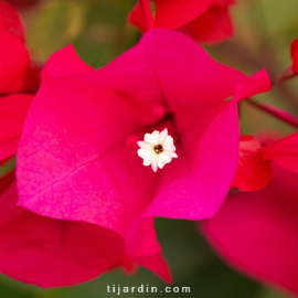 Bougainvillea 'Melgueil'