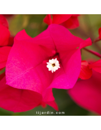 Bougainvillier 'Melgueil'