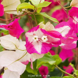 Bougainvillea 'Asia'