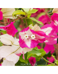 Bougainvillier 'Asia'