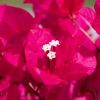 Bougainvillea 'Scarlet'O Hara Fuchsia'