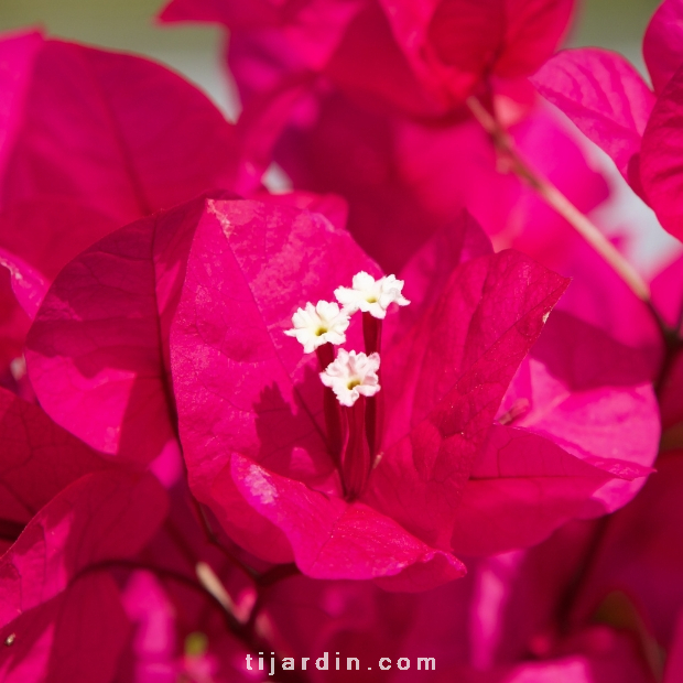 Bougainvillea 'Scarlet'O Hara Fuchsia'