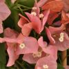 Bougainvillea 'Pêche'