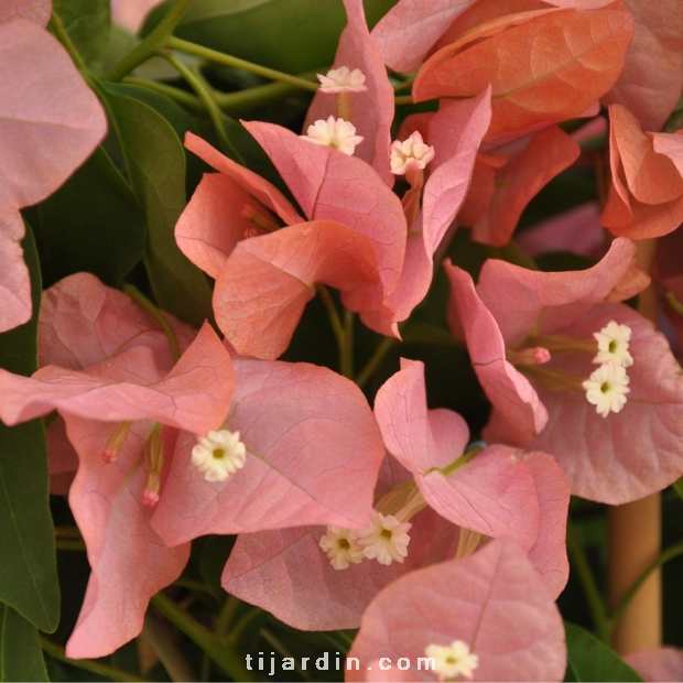 Bougainvillea 'Pêche'