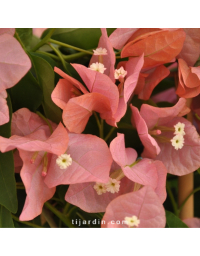 Bougainvillier 'Pêche'