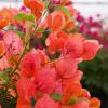 Bougainvillea 'Pêche'