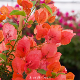 Bougainvillea 'Pêche'