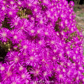 Drosanthemum hispidum violet - Ficoïde "Grain de riz"