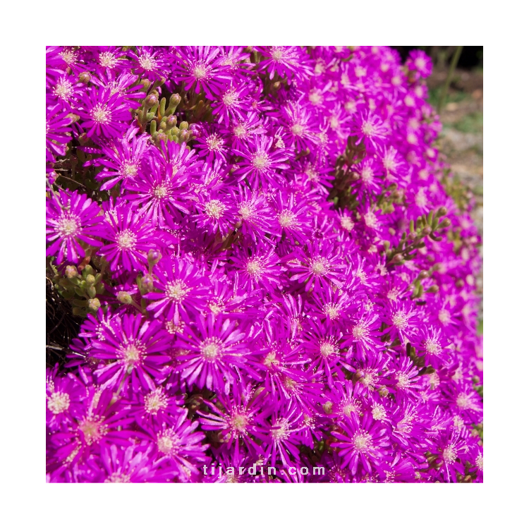 Vente de Drosanthemum hispidum, Graine de Riz - Pépinières Quissac