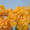 Bougainvillea 'Marie Jaune'