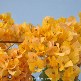 Bougainvillea 'Marie Jaune'