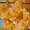 Bougainvillea 'Marie Jaune'