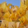 Bougainvillea 'Marie Jaune'