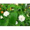 Lantana camara 'Schneeflocke'