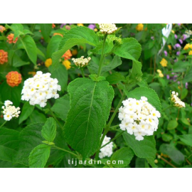 Lantana camara 'Schneeflocke'