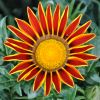 Gazania hybride bicolore