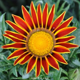 Gazania hybride bicolore