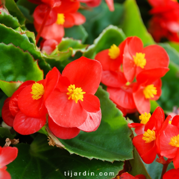 Begonia x 'Dragon Wing'