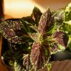 Coleus 'Michigan'