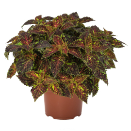 Coleus 'Michigan' - Solenostemon