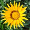 Gazania hybride