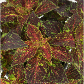 Coleus 'Michigan' - Solenostemon