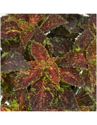 Coleus 'Michigan' - Solenostemon