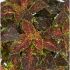Coleus 'Michigan' - Solenostemon