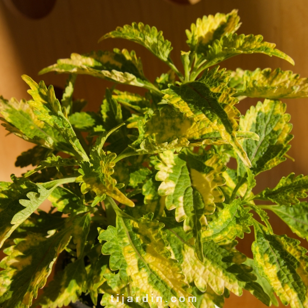 Coleus 'Lime' - Solenostemon Coleus 'Lime' - Solenostemon