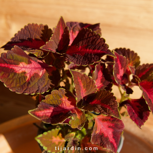 Coleus '5th Avenue' - Solenostemon