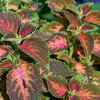 Coleus '5th Avenue' - Solenostemon