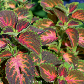 Coleus '5th Avenue' - Solenostemon