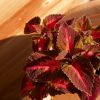 Coleus '5th Avenue' - Solenostemon