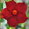 Dipladenia DIAMANTINA® Jade