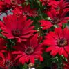 Osteospermum compact