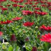 Osteospermum compact