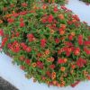 Lantana camara 'Bloomify Red'