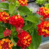 Lantana camara 'Bloomify Red'