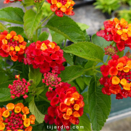 Lantana camara 'Bloomify Red'