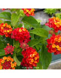 Lantana camara 'Bloomify Red'