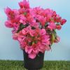 Coffret Cadeau Fête des Mères - Le bougainvillier et son Cache Pot 
