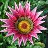 Gazania hybride