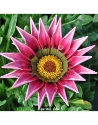 Gazania rigens hybride