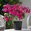 Coffret Cadeau Fête des Mères - Le bougainvillier et son Cache Pot 