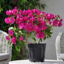 Coffret Cadeau Fête des Mères - Le bougainvillier et son Cache Pot 
