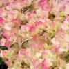 Coffret Cadeau Fête des Mères - Le bougainvillier et son Cache Pot 