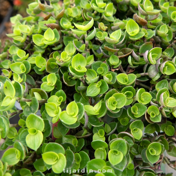 Callisia Repens