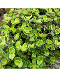 Callisia repens - Callisie rampante