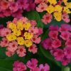 Lantana camara 'Bloomify Pink'